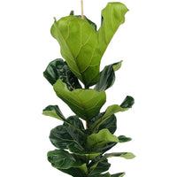 Plante à tabac Ficus lyrata avec panier en osier gris