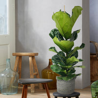 Plante à tabac Ficus lyrata avec panier en osier gris