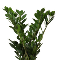 Frangipanier Zamioculcas zamiifolia avec cache-pot blanc