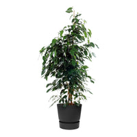 Figuier pleureur Ficus benjamina 'Danielle' avec cache-pot noir