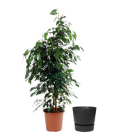 Figuier pleureur Ficus benjamina 'Danielle' avec cache-pot noir