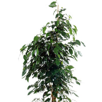 Figuier pleureur Ficus benjamina 'Danielle' avec cache-pot noir