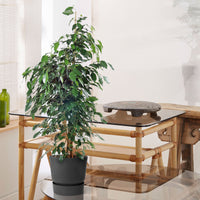 Figuier pleureur Ficus benjamina 'Danielle' avec cache-pot noir