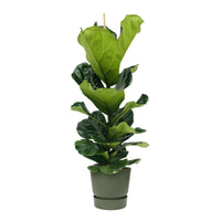 Plante à tabac Ficus lyrata avec cache-pot vert