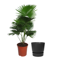 Palmier Kentia Livistona rotundifolia avec cache-pot noir