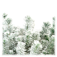 Conifères Pinus  pinea Pin parasol  - Mini sapin de Noël