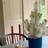 Conifères Pinus  pinea Pin parasol  - Mini sapin de Noël
