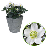 Rose de Noël Helleborus niger 'Christmas Carol' avec cache-pot gris
