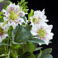 Rose de Noël Helleborus 'Hello Pearl' Rose-Blanc