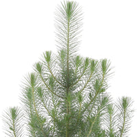 Conifères Pin parasol Pinus pinea 'Silver Crest' avec cache-pot anthracite 'Silver Crest'
