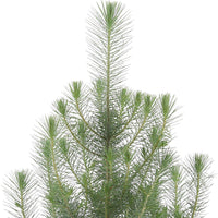 Conifères Pinus 'Silver Crest' avec cache-pot vert