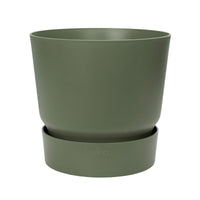 Conifères Pinus 'Silver Crest' avec cache-pot vert