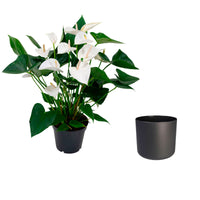 Langue de feu Anthurium andreanum Blanc avec pot décoratif