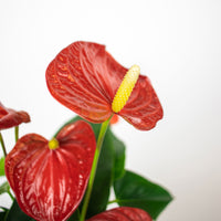Langue de feu Anthurium andreanum Rouge avec pot décoratif