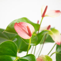 Langue de feu Anthurium 'Hotlips' Rose-Blanc avec pot décoratif