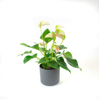 Langue de feu Anthurium 'Joli Pulse' Rose-Vert avec pot décoratif