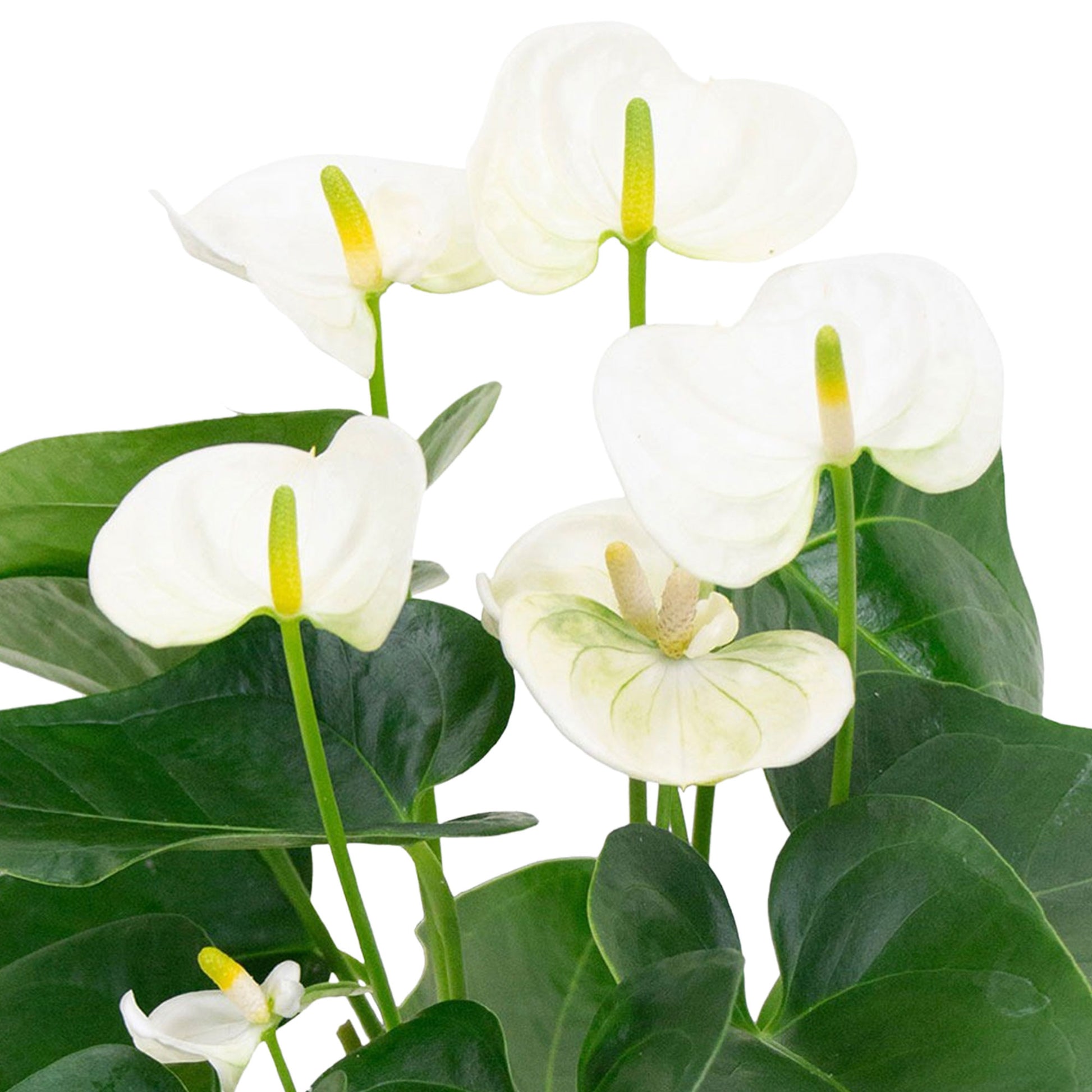 anthurium andreanum blanc Langue de feu Anthurium andreanum Blanc avec pot décoratif