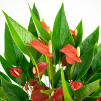 Langue de feu Anthurium 'Million Flowers' Rouge avec pot décoratif