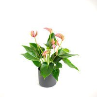 Langue de feu Anthurium 'Joli Pink' Rose avec pot décoratif