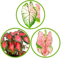 3x Caladium - Mélange rose avec 3x cache-pot