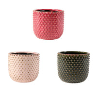 3x Caladium - Mélange rose avec 3x cache-pot
