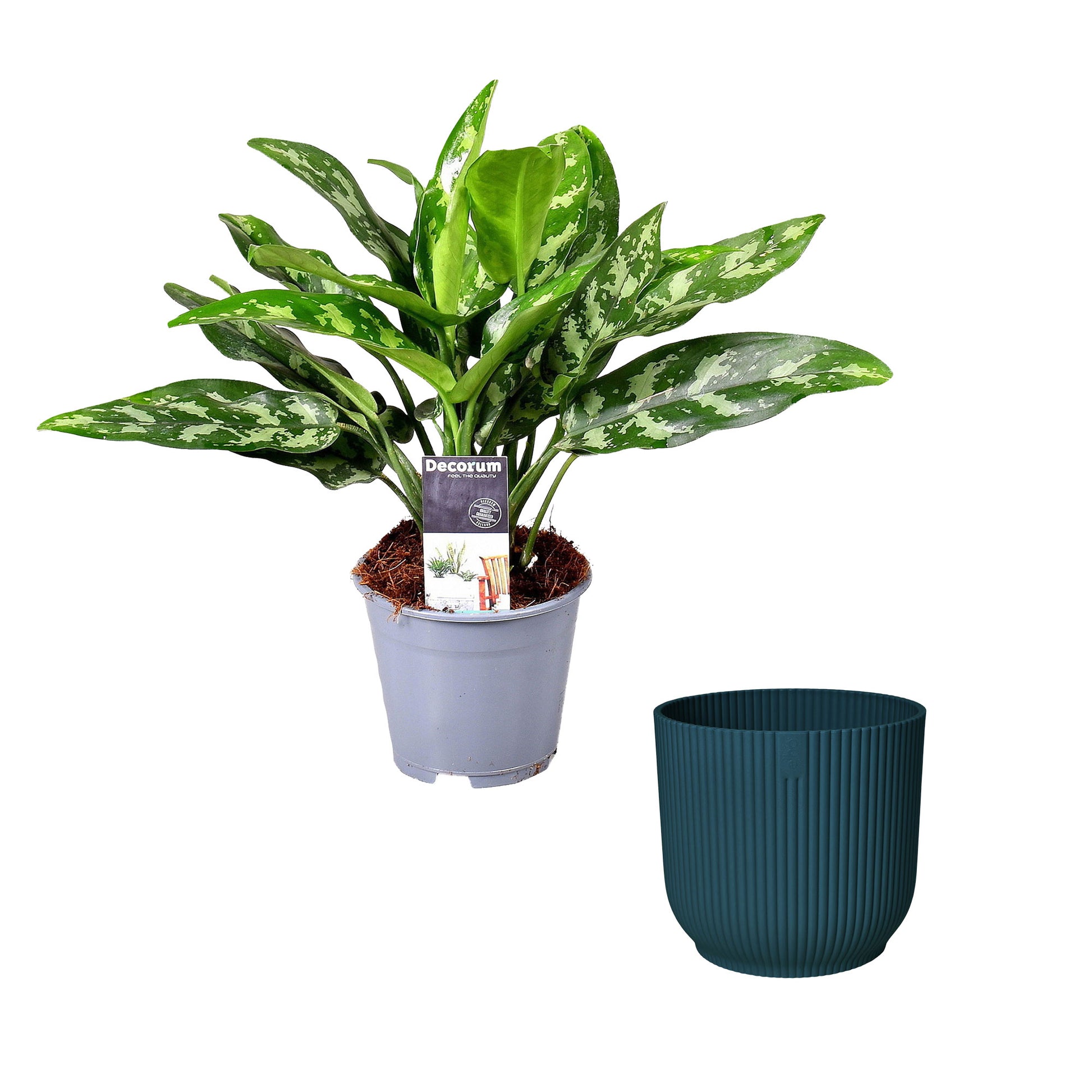 aglaonema maria entretien Achetez maintenant une plante d'intérieur Aglaonéma Aglaonema 'Maria' avec cache-pot Elho bleu