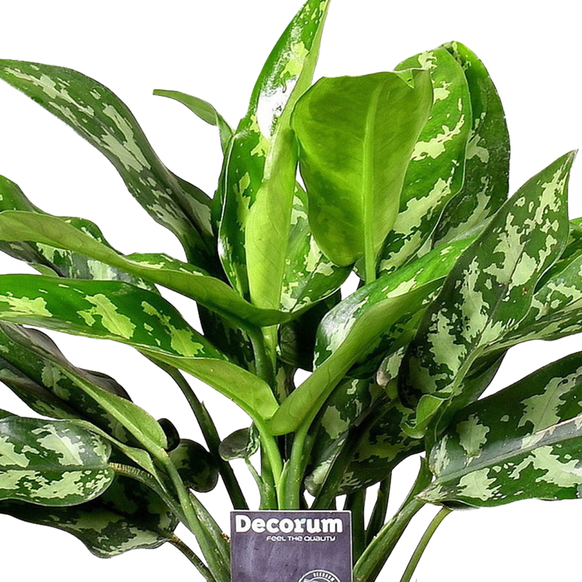 aglaonema maria entretien Achetez maintenant une plante d'intérieur Aglaonéma Aglaonema 'Maria' avec pot décoratif