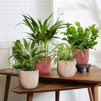 4x Plantes purificatrices d'air - Mélange 'Gezond Groen' Avec cache-pots