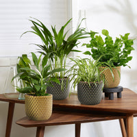 4x Plantes purificatrices d'air - Mélange 'Frisse Lucht' Avec cache-pots