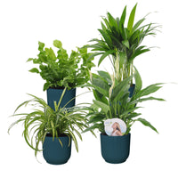 Plantes purificatrices d'air - Mélange 'Zuiverend Groen' Avec cache-pots