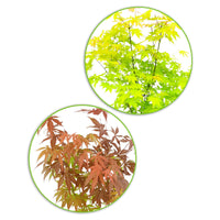 2x Érable du Japon Acer 'Atropurpureum' + 'Orange Dream' rouge-orange-vert