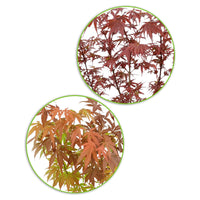 2x Érable du Japon Acer 'Atropurpureum' + 'Shaina' rouge