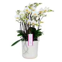 Orchidée papillon Phalaenopsis 'Bellisimo Bella' Blanc avec pot décoratif