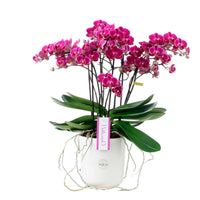 Orchidée papillon Phalaenopsis 'Bellissimo Amore' Violet avec pot décoratif