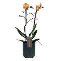 Orchidée papillon Phalaenopsis 'Las Vegas' Orangé avec pot décoratif
