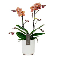 Orchidée papillon Phalaenopsis 'Monaco' Orangé avec pot décoratif
