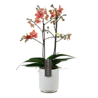 Orchidée Phalaenopsis 'Optimost Sunset Love' Orangé avec pot décoratif