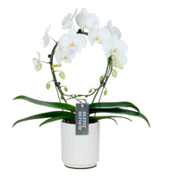 Orchidée papillon Phalaenopsis 'Mirror Miracle Aurora' Blanc avec pot décoratif