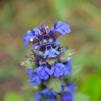 Sauge des prés Salvia pratensis bleue Biologique