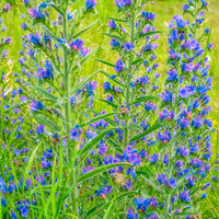 Vipérine Echium vulgare bleue Biologique