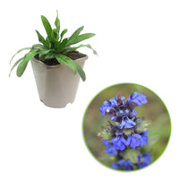 Vipérine Echium vulgare bleue Biologique