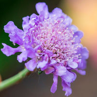 Scabieuse colombaire Scabiosa columbaria rose Biologique