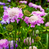 Scabieuse colombaire Scabiosa columbaria rose Biologique