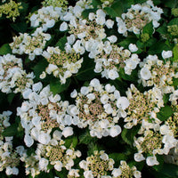 Hortensia paysan Hydrangea 'Teller' Blanc