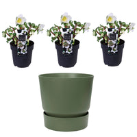 3x Rose de Noël Helleborus 'Christmas Carol' blanche avec cache-pot vert