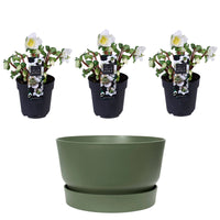 3x Rose de Noël Helleborus 'Christmas Carol' blanche avec coupe vert