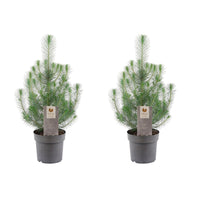 Pinus pinea 'Silver Crest'  - Mini sapin de Noël
