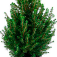 Picea glauca vert avec panier crème  - Mini sapin de Noël