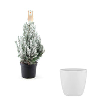 Picea glauca vert-blanc enneigé avec cache-pot blanc  - Mini sapin de Noël