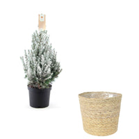 Picea glauca vert-blanc enneigé avec panier crème  - Mini sapin de Noël
